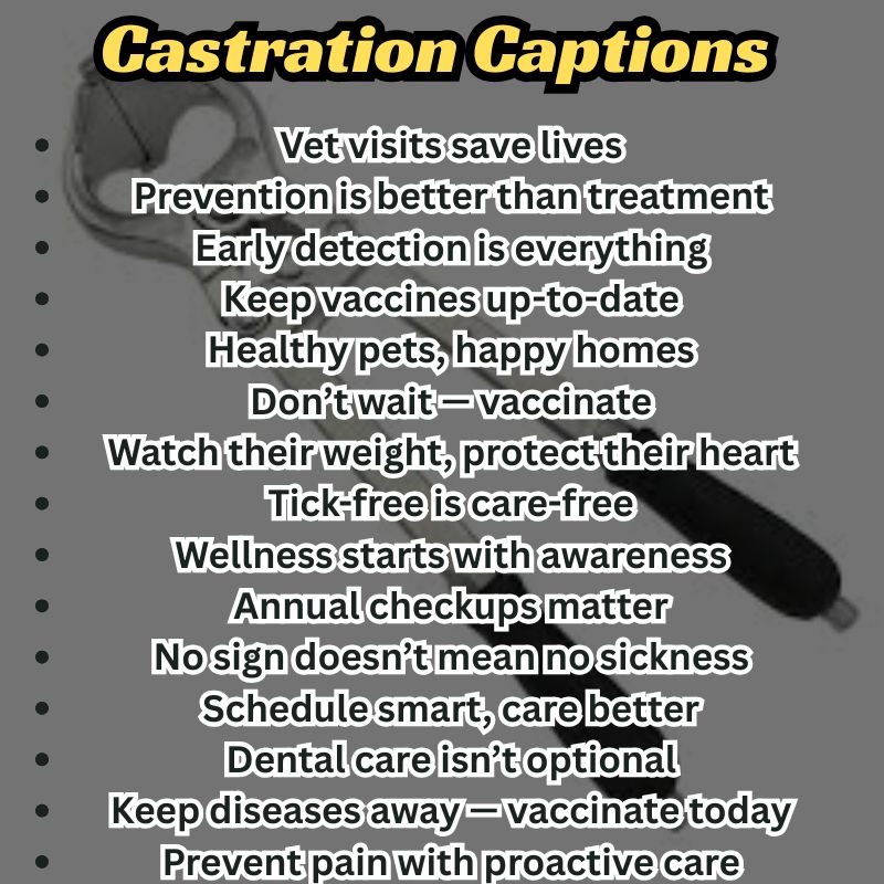 Funny pet photo with a viral-style castration caption aimed at making the topic more approachable